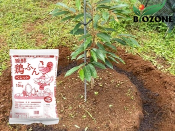 Hữu cơ viên nở Nhật Bản cho Sầu Riêng