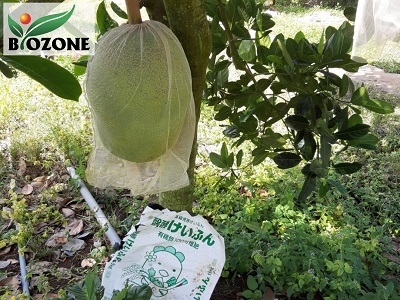 bon-phan-huu-co-cho-cay-mit-thai-400x300.jpg