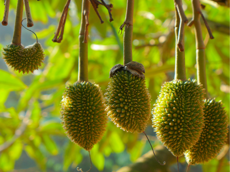 Sầu riêng rụng quả non vì sốc nhiệt