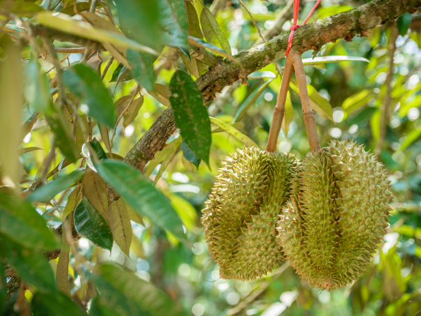 phan-ga-huu-co-nhat-ban-vien-no-nhat