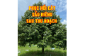 Phục hồi cây Sầu riêng sau khi cắt trái